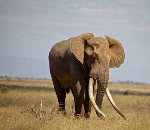 Incredibly Rare 50 Year Old African Elephant Killed By Poachers 406 Elephant1