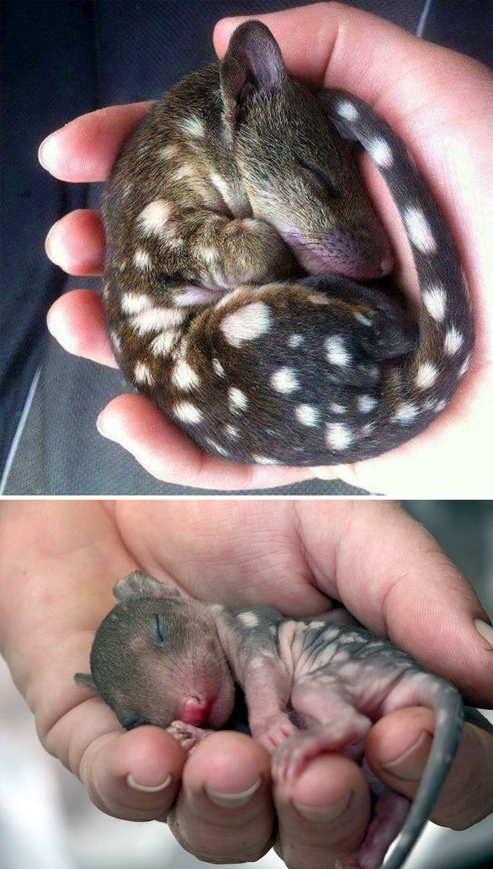 Baby Quoll