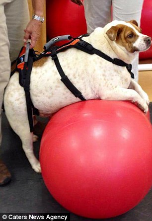 The dog went through a testing health and fitness regime to lose weight, including rolling on an exercise ball