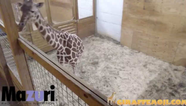 The pregnant mom who, when everyone was watching the live cam of April the giraffe laboring to give birth...