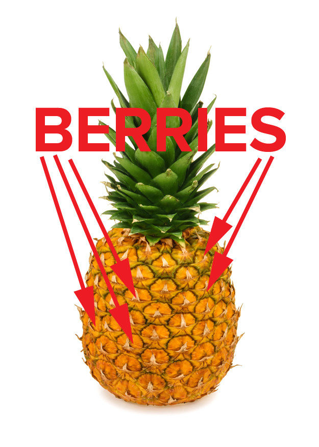 But that's not even the craziest thing. It turns out that pineapples are actually what's called a multiple fruit. A pineapple is ACTUALLY made up of a bunch of BERRIES fused together.