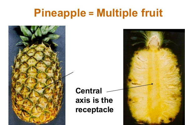 Per this helpful diagram, you can see that pineapples have a central axis around which a cluster of fruiting flowers form. The plant's ovaries grow into berries which then form the SHAPE OF PINEAPPLE.