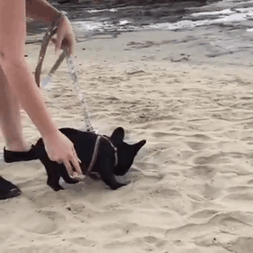 Frenchie's First Time Touching Sand