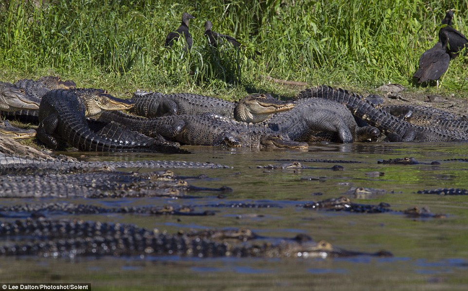 These are the amazing scenes as almost 200 alligators lurked at the edge of a watering hole at the Myakka River state Park