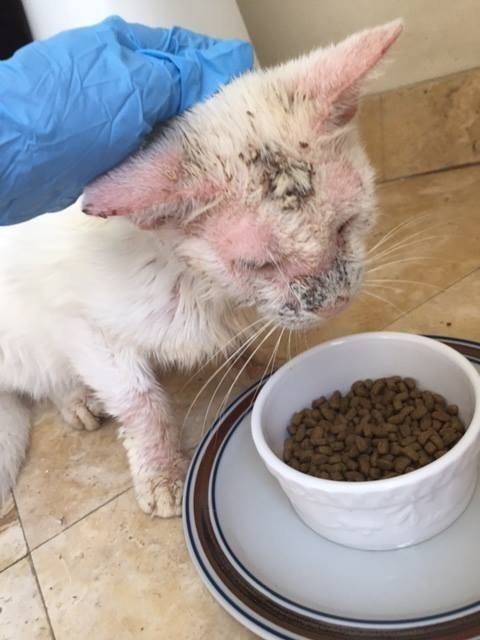 Carmen Weinberg, the founder of Animal Friends Project, knew she had to help the animal. "Early the next morning, I drove to pick him up. I took him immediately to my vet, Justin Bartlett Animal Hospital, and they confirmed that he was suffering from mange, was very dehydrated and malnourished," Weinberg told Love Meow. 