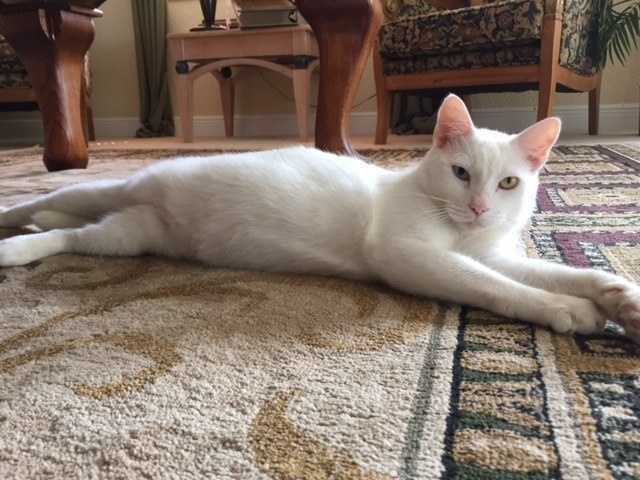 As Cotton was gaining weight and regaining his strength daily, the crust on his eyes finally came off. "We put coconut oil to soothe his skin and gave him lots of water and canned food to keep him hydrated," she says. 