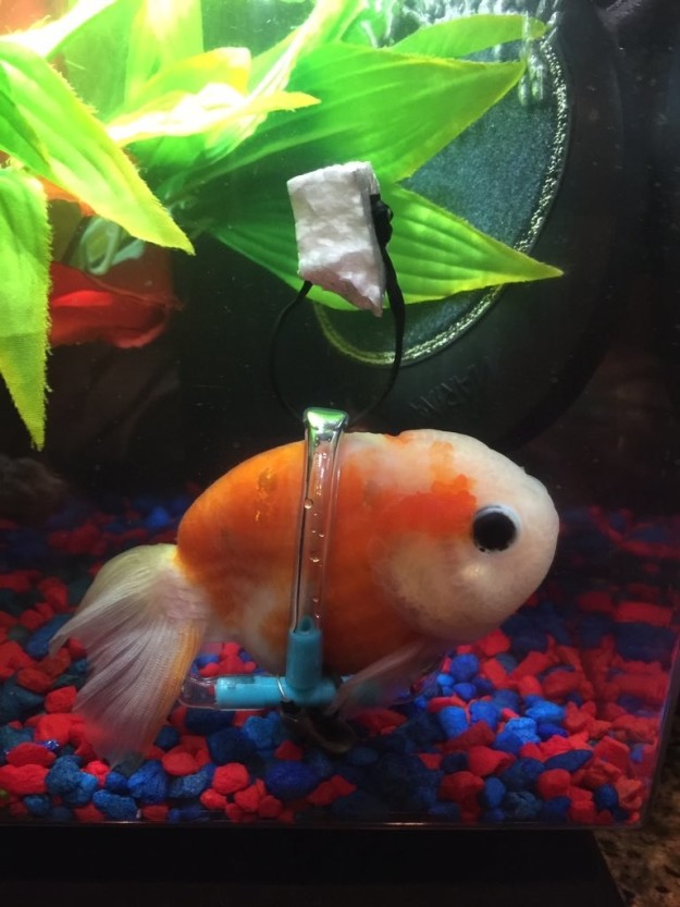 After diet adjustments and water treatments were ineffective, Derek decided to try something else so the little guy could cope. He created a one-of-a-kind "goldfish wheelchair."