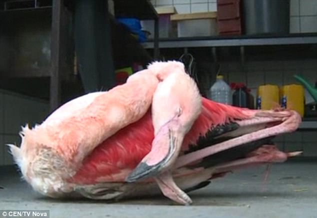 Three primary school children kicked a flamingo to death at Jihlava Zoo, in the Czech Republic