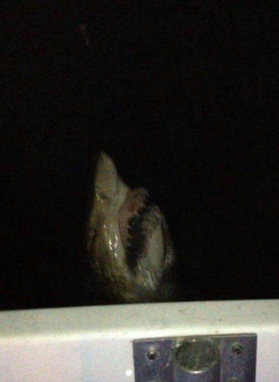 Imagine being on a boat in the middle of the ocean, looking to your right and seeing this coming out of the darkness: