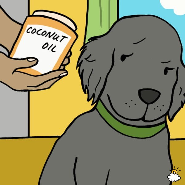 Dog looking at bottle of coconut oil to eat