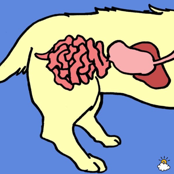 Dog healthy digestions