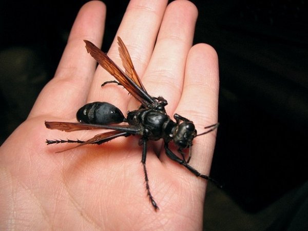 2030720 21 Nope: the nopiest insects on planet nope (27 photos)