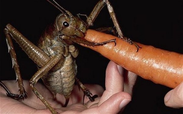 2030720 2 Nope: the nopiest insects on planet nope (27 photos)