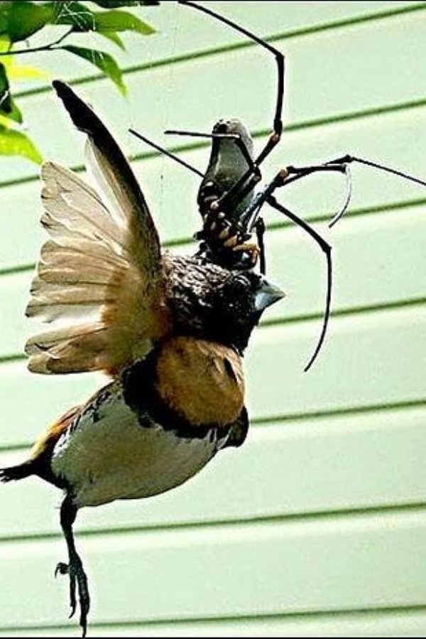 2030720 225 Nope: the nopiest insects on planet nope (27 photos)