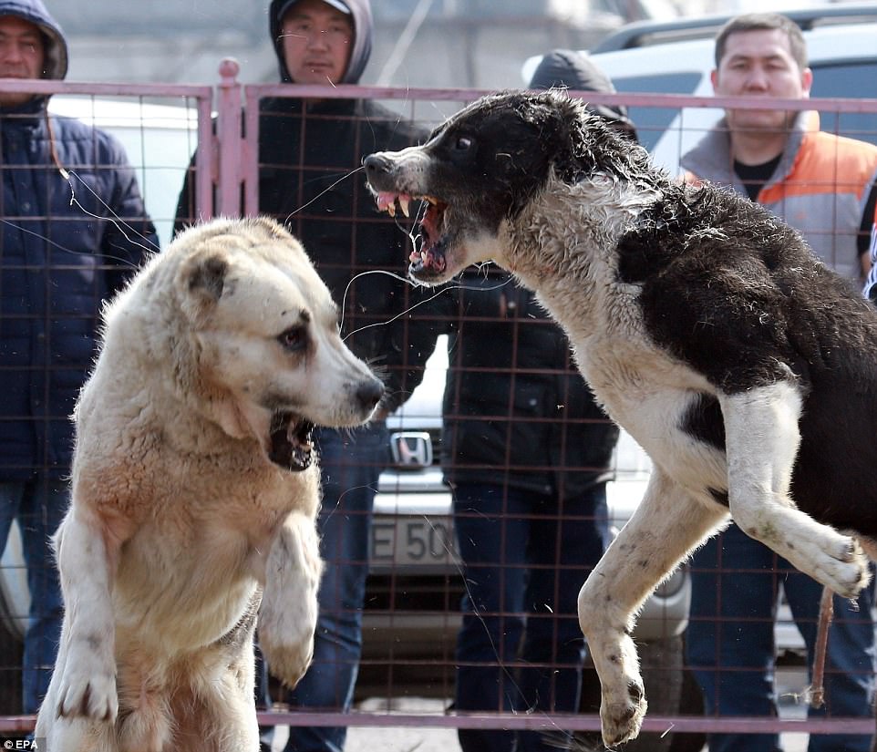 Shocking photo have been released showing wolfhound dogs attacking each other in organised fights set up by breeders