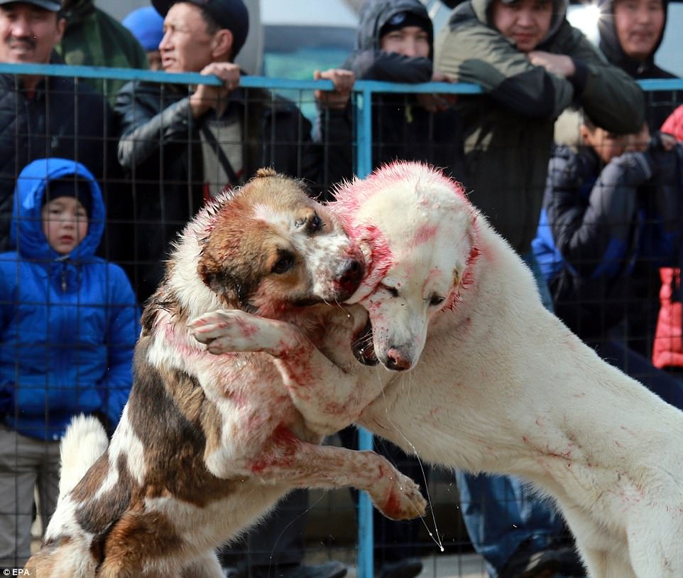 The vicious bouts between large Asian Shepherd dogs took place at a stadium in Bishkek, Kyrgyzstan, earlier today
