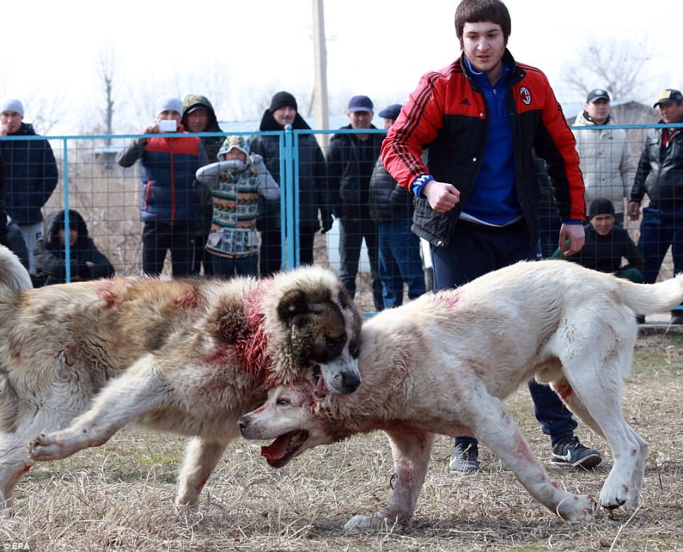 The bloody contests were organised by a local dog breeders club with the aim of finding the dog best suited to improve the Asian Shepherd breed, organisers claimed