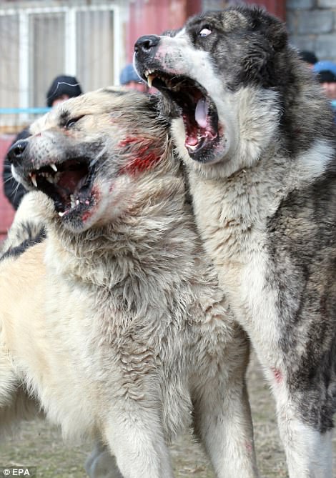 Kyrgyz wolfhounds fight at the stadium in Bishkek