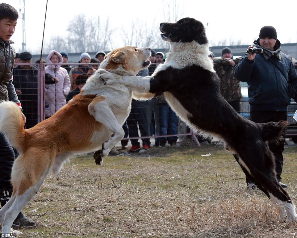 The bloody sport involving large dog breeds, while shocking to Westerners, is more accepted in the former Soviet state