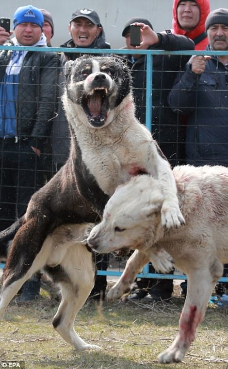 Dog-fighting competitions such as this are not unique to Kyrgyzstan - they are also known to be held in China