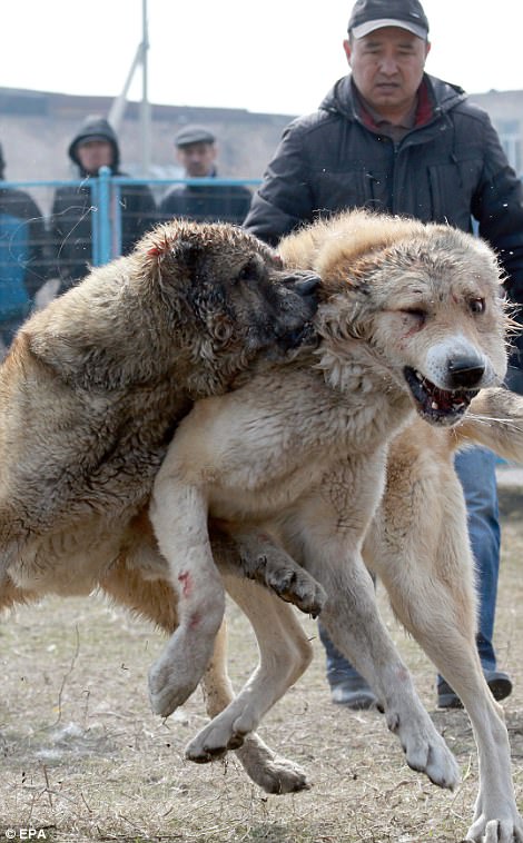 Kyrgyz wolfhounds