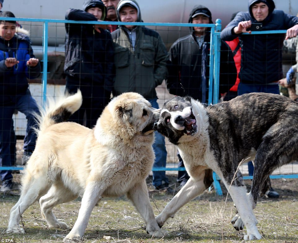 While the massive canines viciously attack each other, breeders, owners and spectators watch and even film the animals