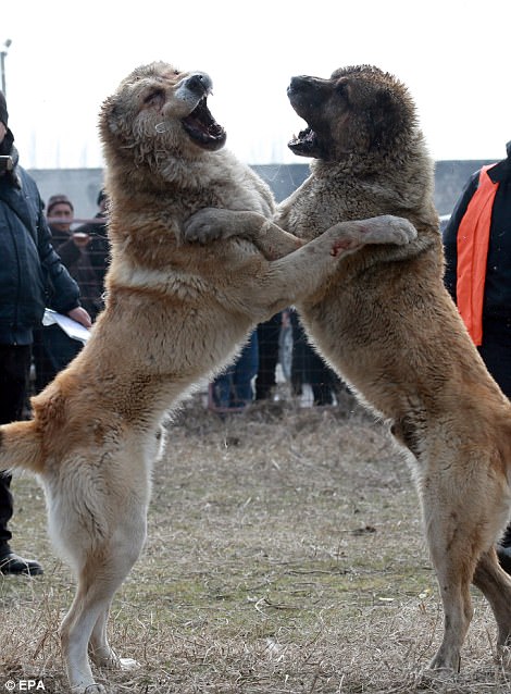 Kyrgyz wolfhounds