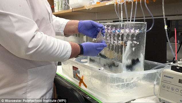Researchers are confident that this technique could one day be used to grow healthy human organs or regenerate damaged body tissue such as that caused by a heart attack