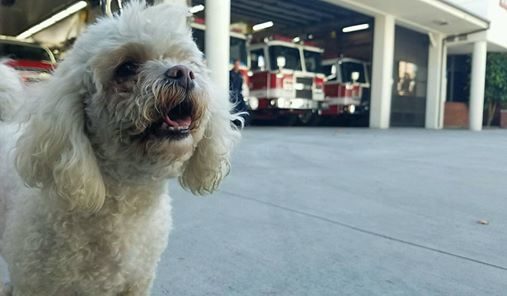 "Our goal is to save people, and sometimes we're not able to do that despite our best efforts. But to have a success story just like this, even with Nalu being a dog, I mean again he's a life and he's a life that matters. That was just a great morale booster for all of the guys here in our department," Klein <a href="http://abc7.com/1815843/" target="_blank">said</a>.