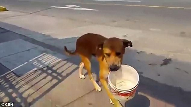 Desperate: The clever dog (pictured) has found a way to try and beat the drought by running around the capital of Peru with a bowl in his mouth begging for water 