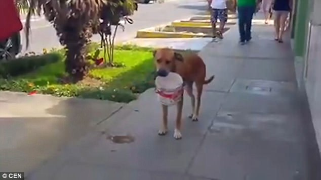 Help! Water supplies have been turned off in Lima, Peru due to mud contamination, leaving animals like this poor dog (pictured) desperate for a drink 