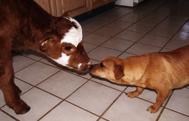 Janice <a href="http://www.boredpanda.com/miniature-rescue-cow-dogs-moonpie/" target="_blank">said</a>, "The dogs are her surrogate moms. They clean her face the way a mother would. They love to do that...They were all thrilled to see her."