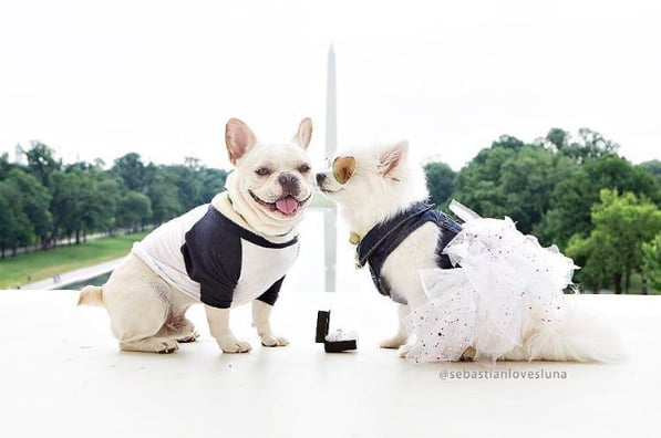 The dogs, who are the stars of the popular Instagram account of Sebastian Loves Luna, have been 'engaged' since June 2016.