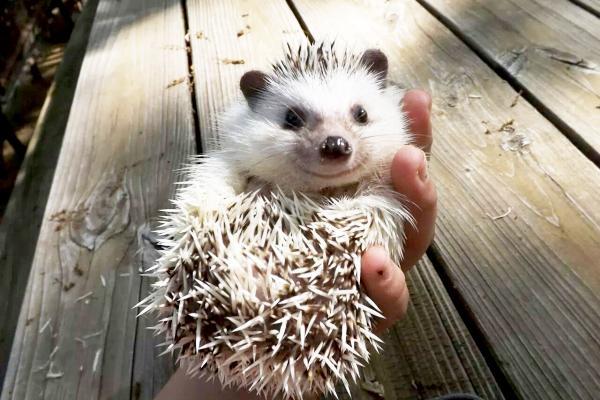 try not to smile at these smiling animals 34 photos 1 These smiling baby animals will force you to smile (34 Photos)