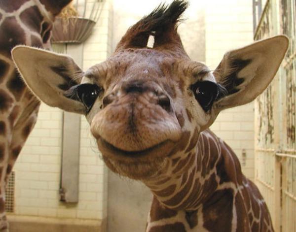 try not to smile at these smiling animals 34 photos 9 These smiling baby animals will force you to smile (34 Photos)