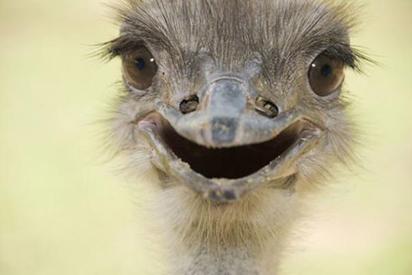 try not to smile at these smiling animals 34 photos 10 These smiling baby animals will force you to smile (34 Photos)