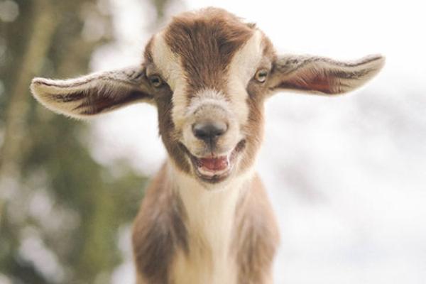 try not to smile at these smiling animals 34 photos 18 These smiling baby animals will force you to smile (34 Photos)