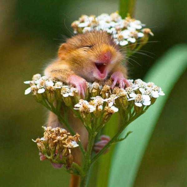try not to smile at these smiling animals 34 photos 25 These smiling baby animals will force you to smile (34 Photos)