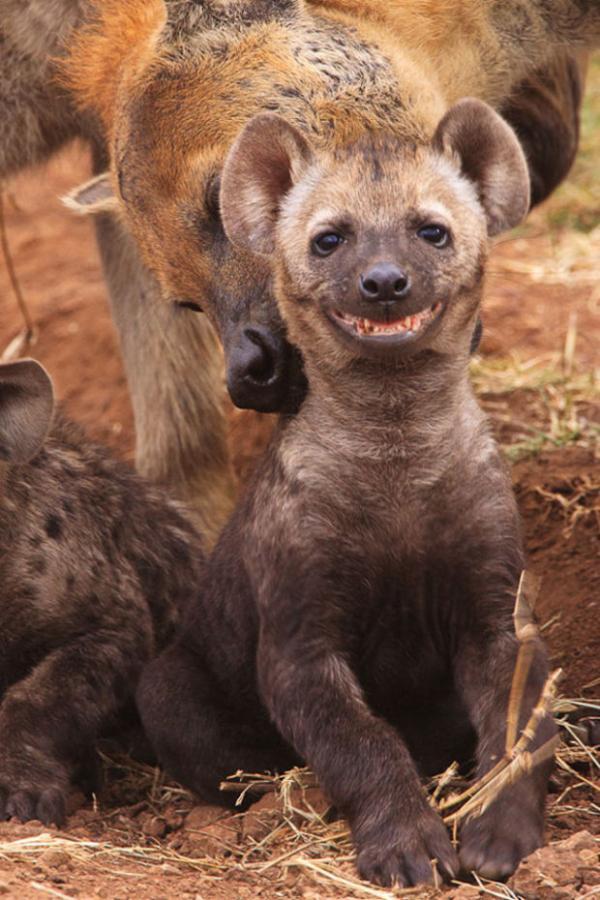 try not to smile at these smiling animals 34 photos 29 These smiling baby animals will force you to smile (34 Photos)
