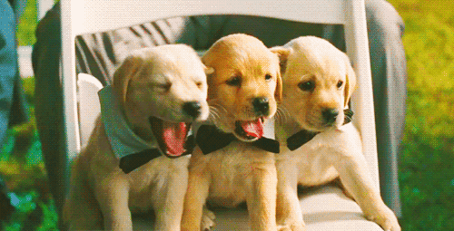  puppy tired yawn sfw safe for work GIF