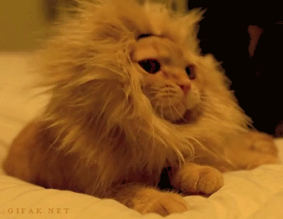  cat lion yawn roar GIF