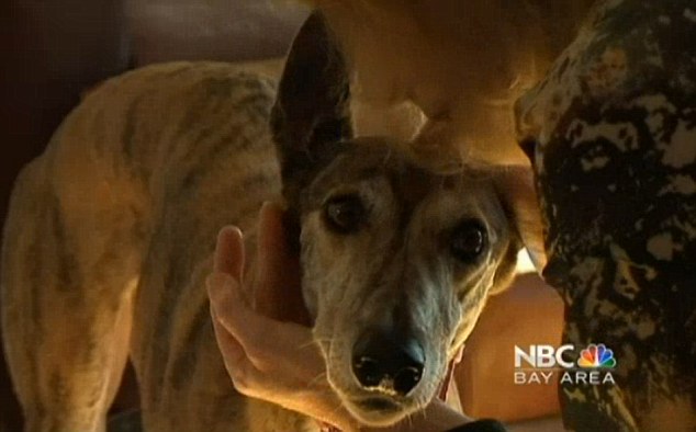 Near death: When Sedona the greyhound got off a United Airlines flight, she was nearly dead from heat stroke and other ailments