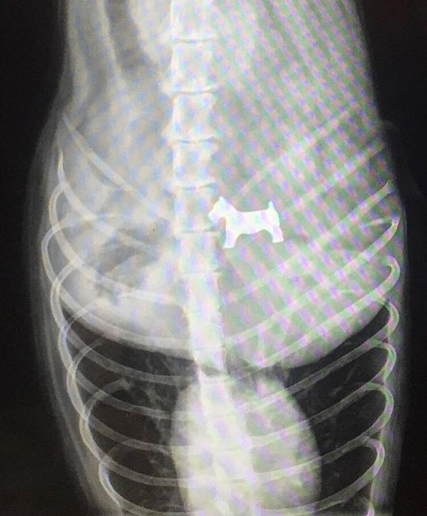 Dog Came To The Vet Today For Swallowing A Monopoly Piece