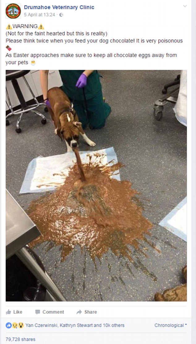 A veterinary clinic has shared a shocking photo of a boxer dog vomiting after eating chocolate in a warning to all pet owners this Easter