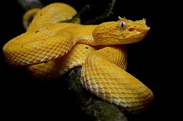 these snakes are straight up deadly 15 photos 2 The deadliest snakes here on planet Earth (15 Photos)