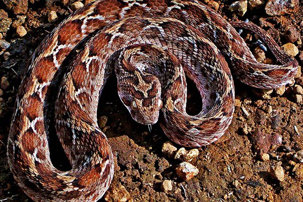 these snakes are straight up deadly 15 photos 27 The deadliest snakes here on planet Earth (15 Photos)