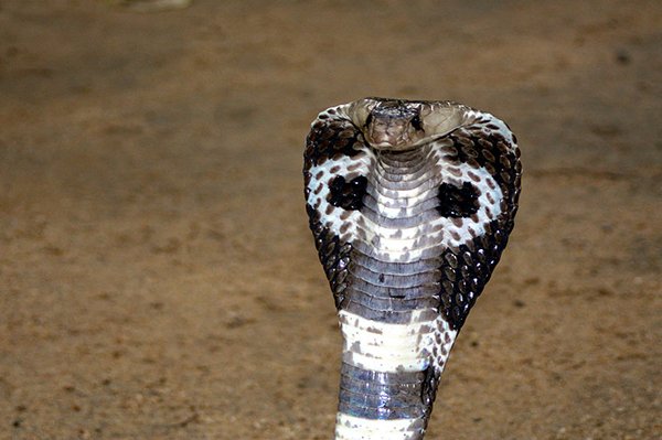 these snakes are straight up deadly 15 photos 28 The deadliest snakes here on planet Earth (15 Photos)
