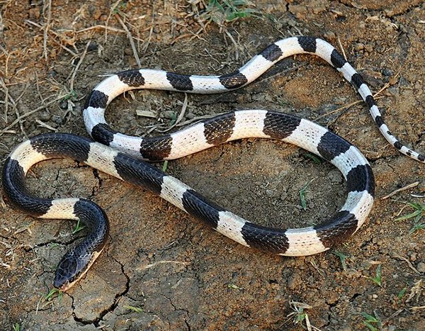 these snakes are straight up deadly 15 photos 211 The deadliest snakes here on planet Earth (15 Photos)