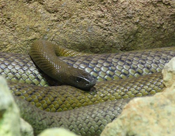 these snakes are straight up deadly 15 photos 214 The deadliest snakes here on planet Earth (15 Photos)