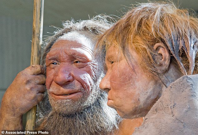 New research suggests our early ancestors may have actually feasted on human flesh as part of a cultural or social ritual (file photo)